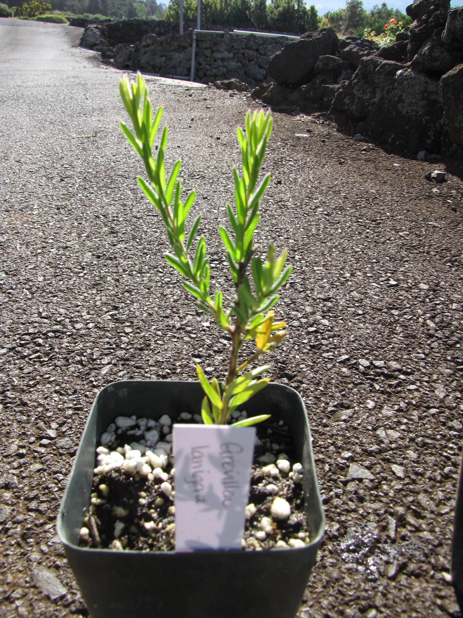 Woolly Grevillea (Grevillea Lanigera 'Mt Tamboritha') — and often sporadically at other times