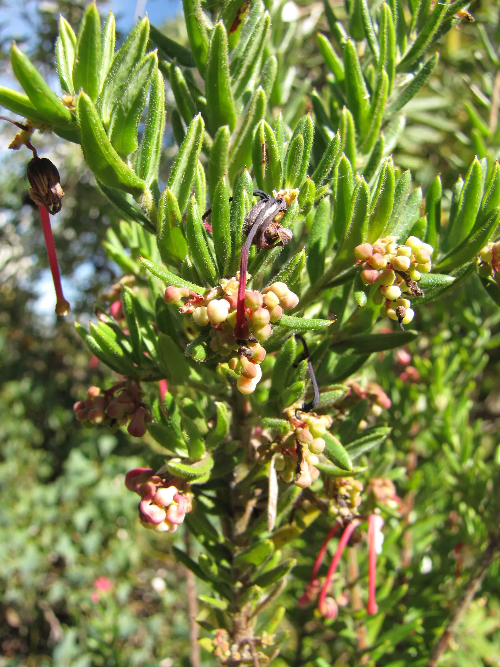 Woolly Grevillea (Grevillea Lanigera 'Mt Tamboritha') — 'Mt Tamboritha' produces an abundance of pink and cream spider-like flowers