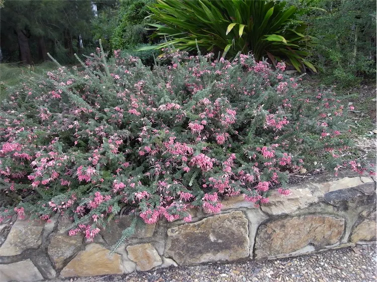 Woolly Grevillea (Grevillea Lanigera 'Mt Tamboritha') — Regular light pruning will help maintain its shape and encourage denser growth