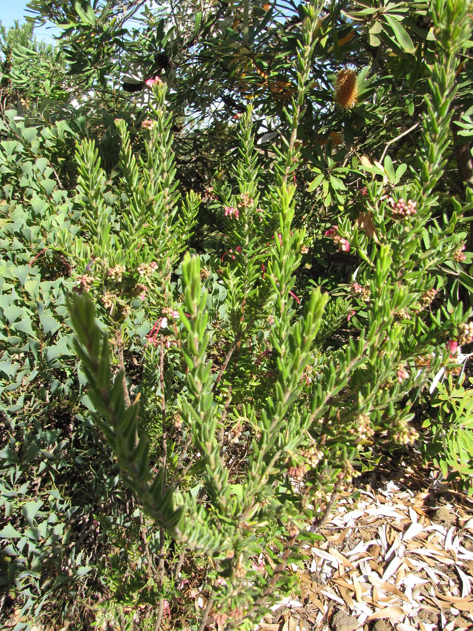 Woolly Grevillea (Grevillea Lanigera 'Mt Tamboritha') — attracting a variety of pollinators
