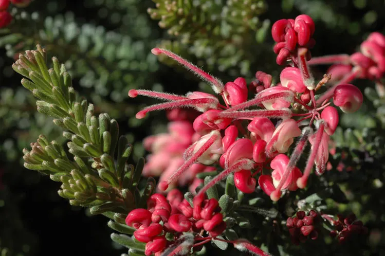 Woolly Grevillea (Grevillea Lanigera 'Mt Tamboritha') — making it a sensible choice for water-wise gardens or xeriscaping