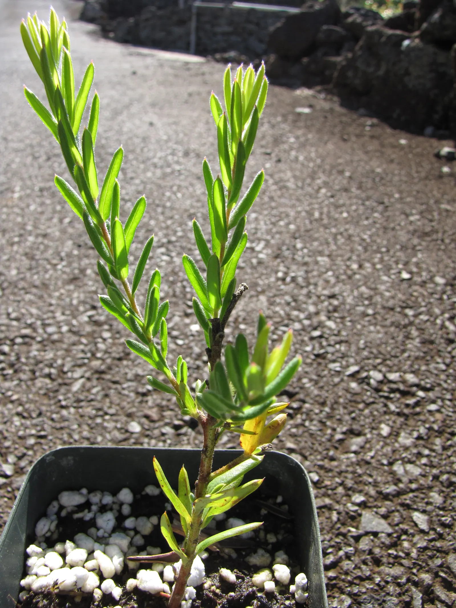 Woolly Grevillea (Grevillea Lanigera 'Mt Tamboritha') — adding to the ecological value of the garden.<br><br>Preferring full sun to partial shade