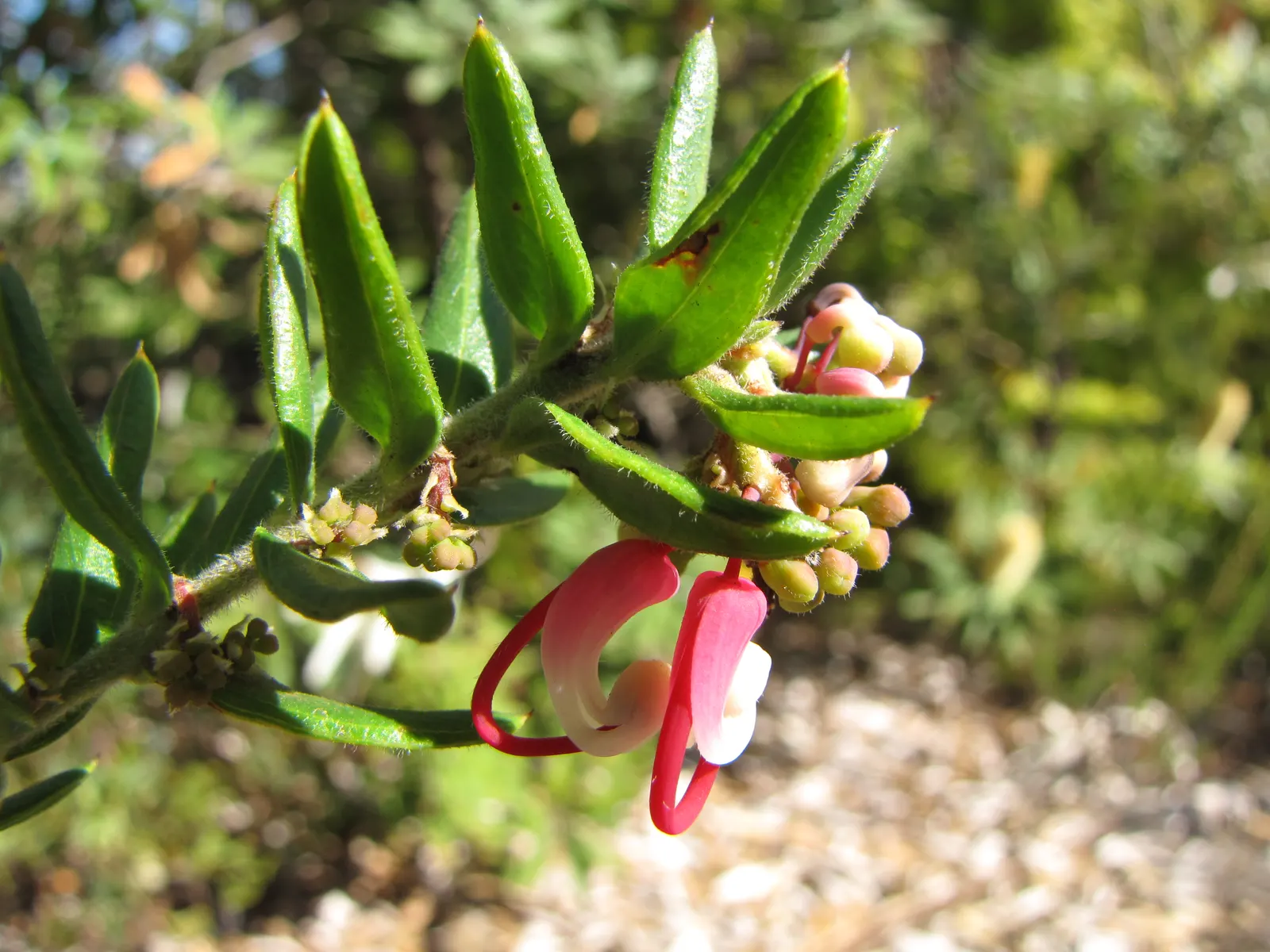 Woolly Grevillea (Grevillea Lanigera 'Mt Tamboritha') — These blossoms are rich in nectar