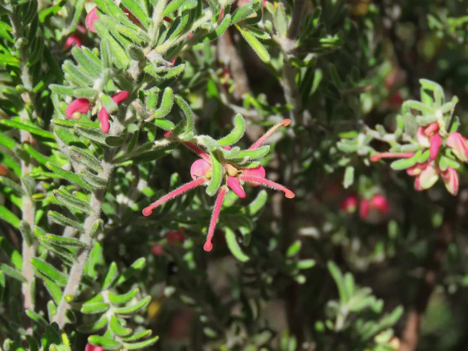 Woolly Grevillea (Grevillea Lanigera 'Mt Tamboritha') — adding to its versatility in different landscape designs.<br><br>For landscape architects and clients