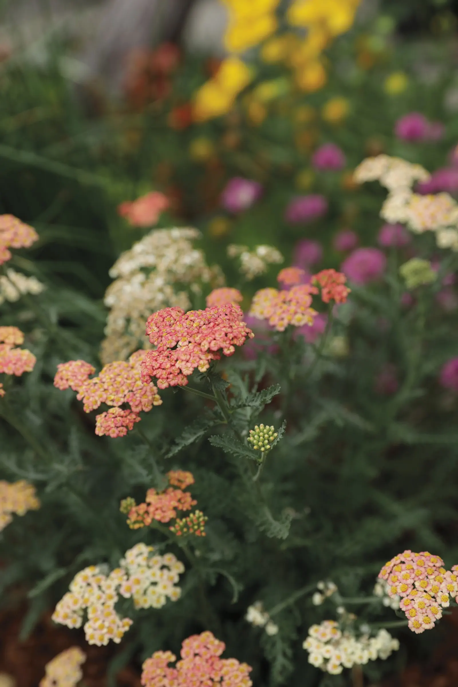 'Firefly Peach Sky' Yarrow (Achillea hybrid) — information and resources