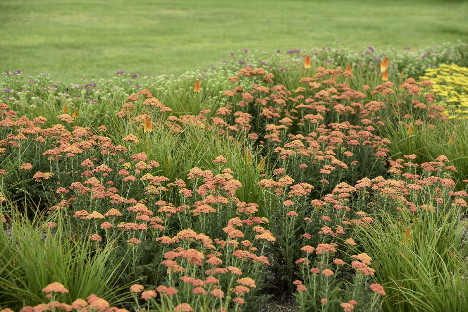 'Firefly Peach Sky' Yarrow (Achillea hybrid) — Avoid planting in rich soil