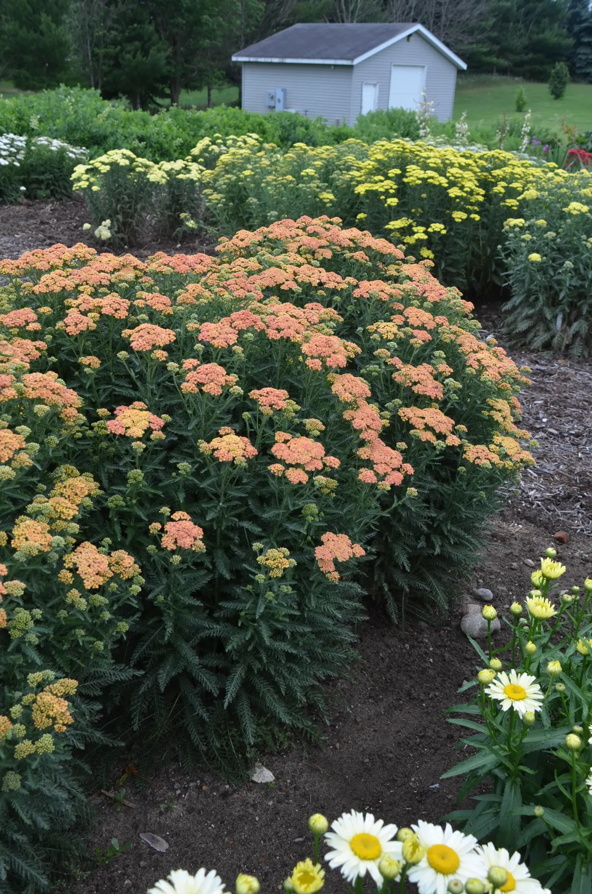 'Firefly Peach Sky' Yarrow (Achillea hybrid) — Light peachy orange flowers age to yellow