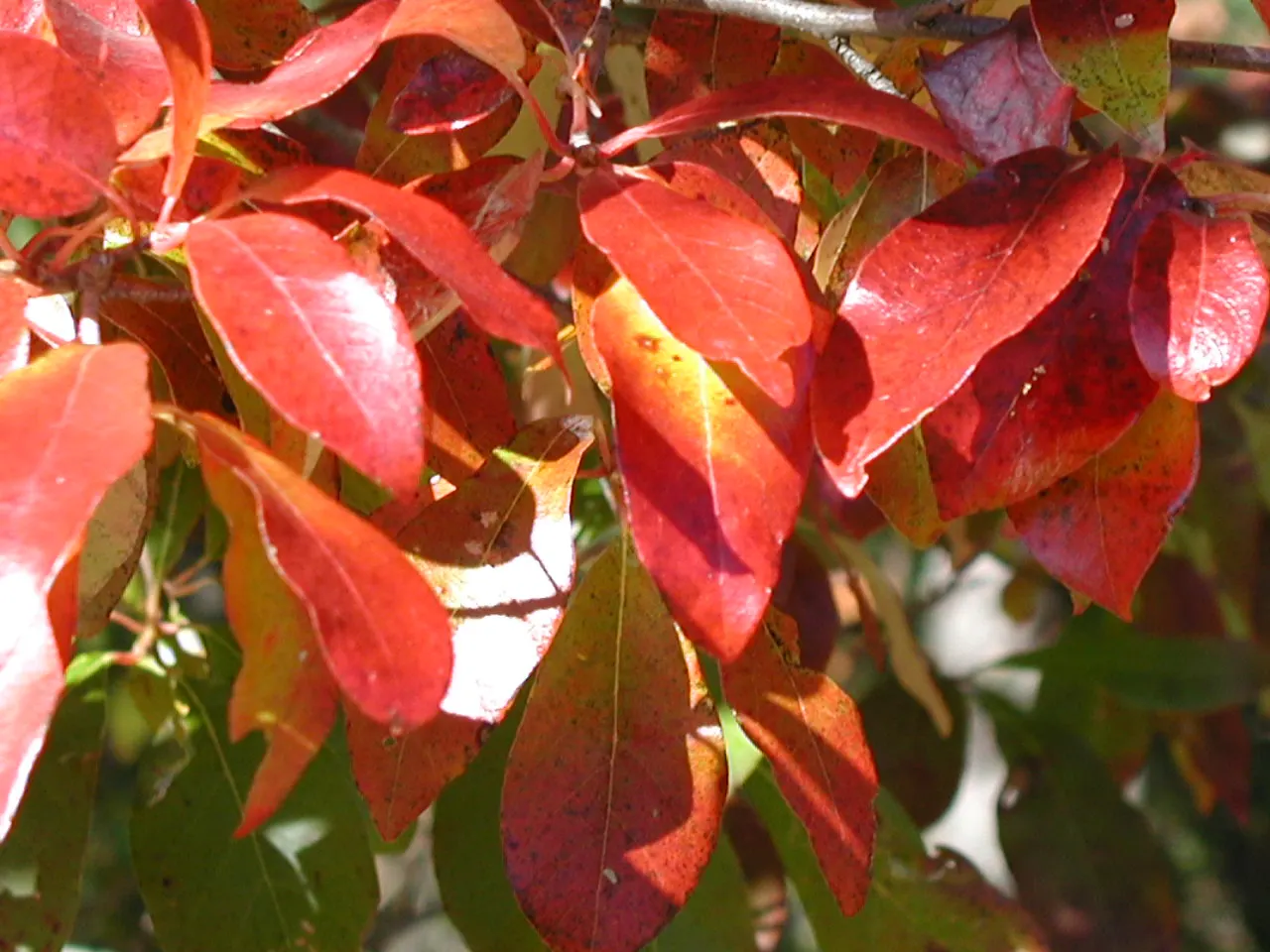 Sour Gum (Nyssa Sylvatica) — shifting from orange to scarlet and purple; dark green leaves that transform into a spectacular display of reds, image 54