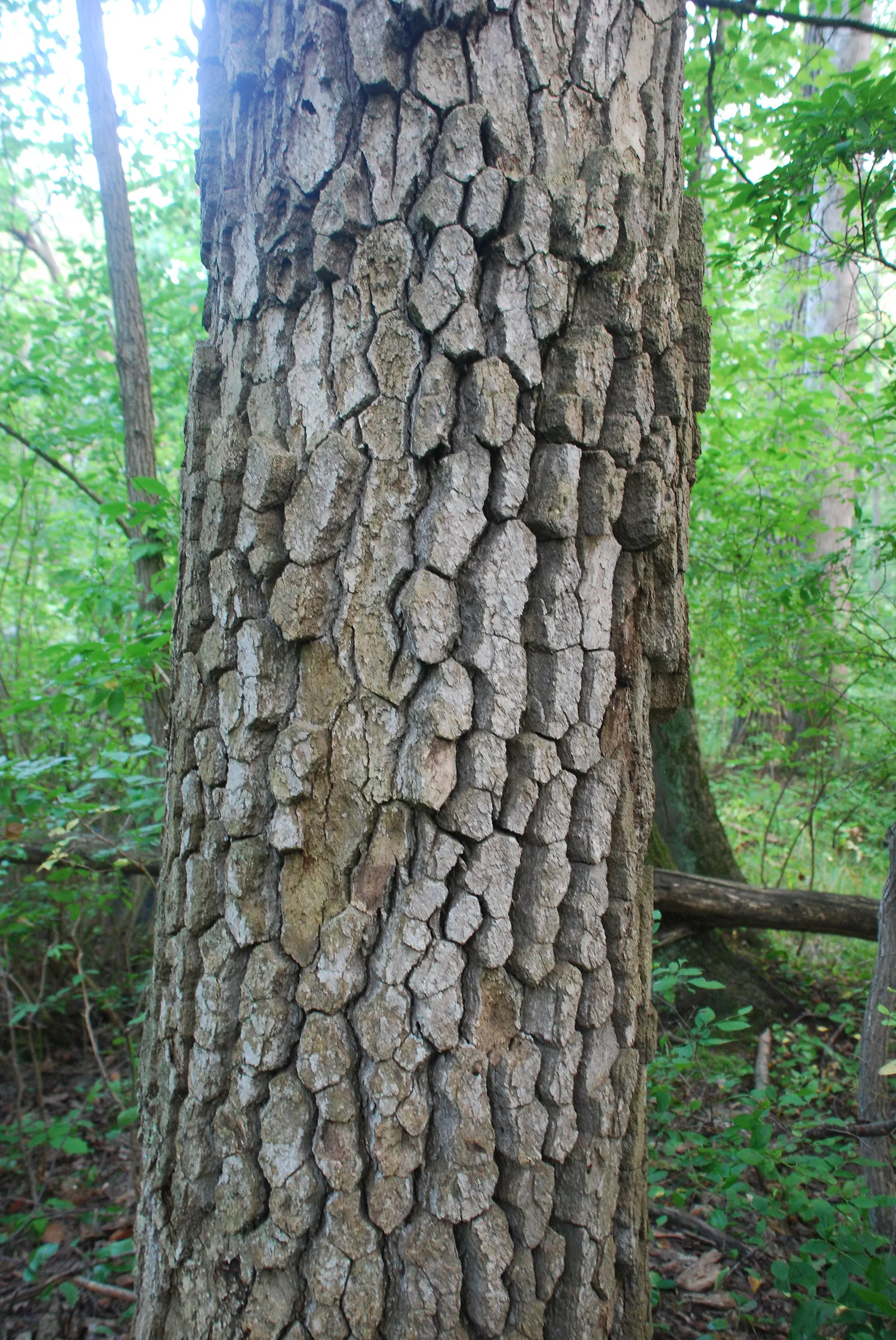 Sour Gum (Nyssa Sylvatica) — making it an excellent choice for diverse landscape designs; is a stately deciduous tree, image 59