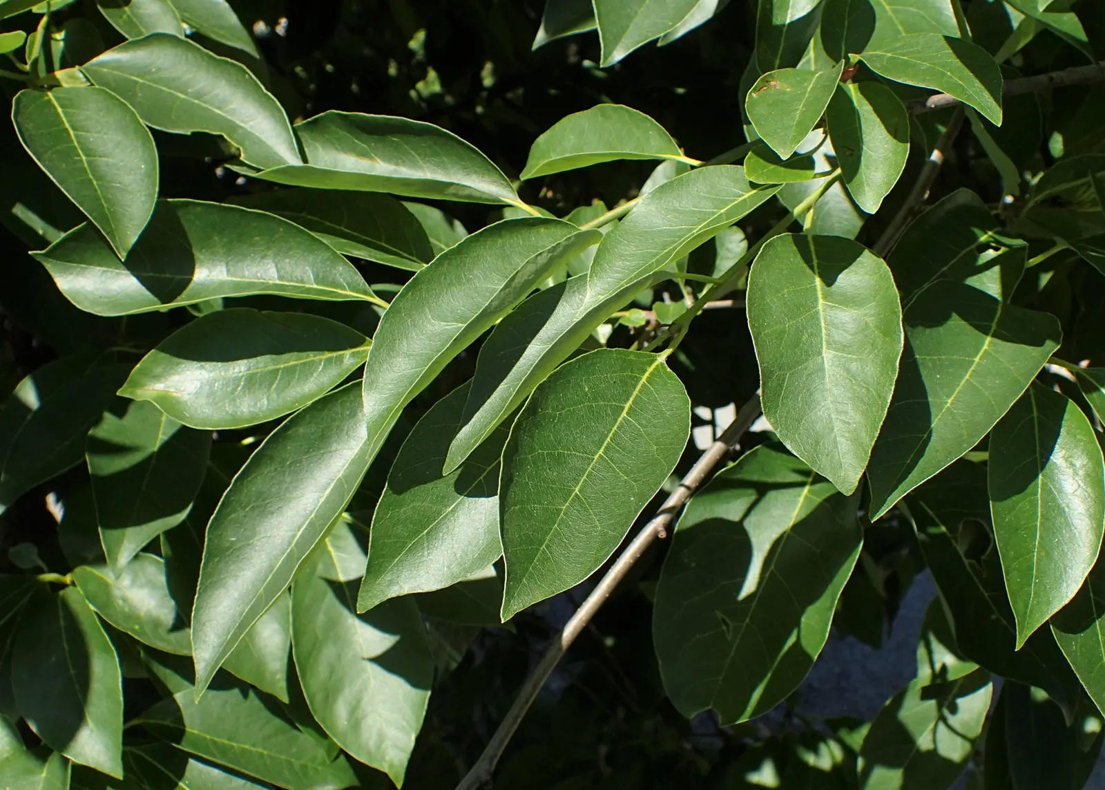 Sour Gum (Nyssa Sylvatica) — tree for full; the Sour Gum is better known for its fall foliage and blue-black berries that attract a variety of wildlife