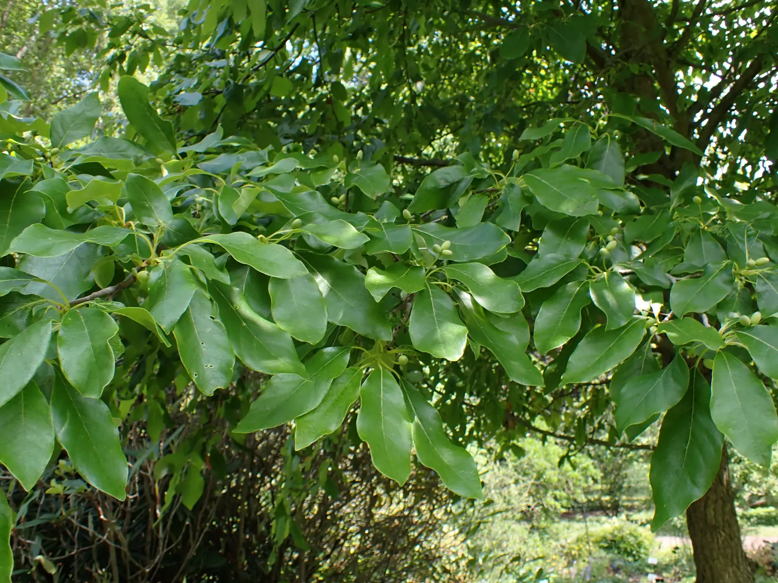 Sour Gum (Nyssa Sylvatica) — commonly known as Sour Gum or Black Gum; growing up to 70 feet tall with a spread of 30-50 feet, image 49