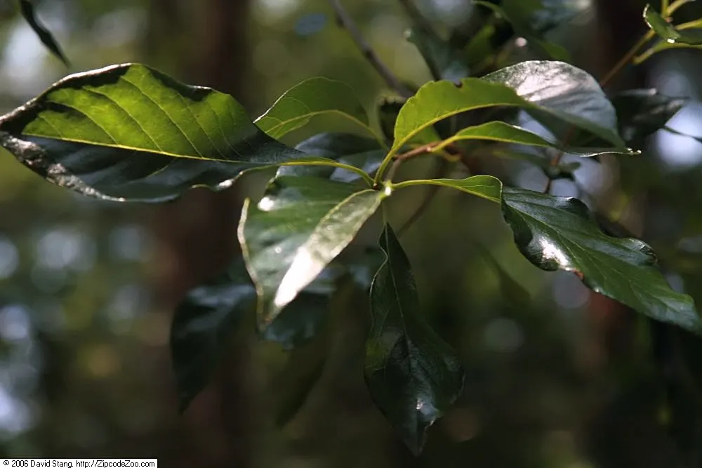 Sour Gum (Nyssa Sylvatica) — it‚Äôs ideal for adding vertical interest and autumnal drama in temperate landscapes