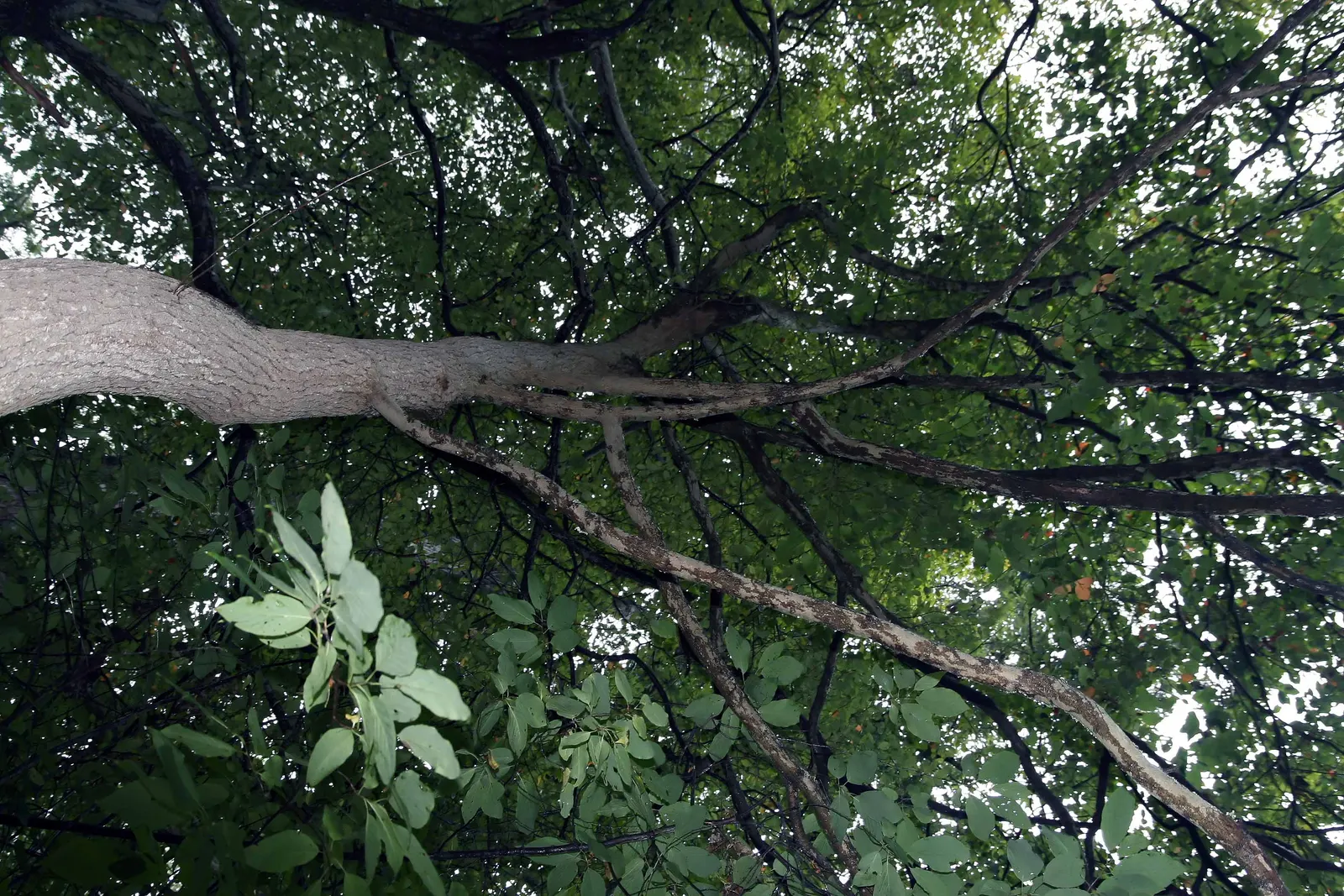 Sour Gum (Nyssa Sylvatica) — typically reaches a mature height of 30 to 50 feet with a spread of 20 to 30 feet