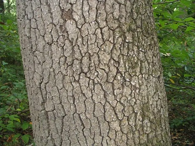 Sour Gum (Nyssa Sylvatica) — Tolerant of wet conditions