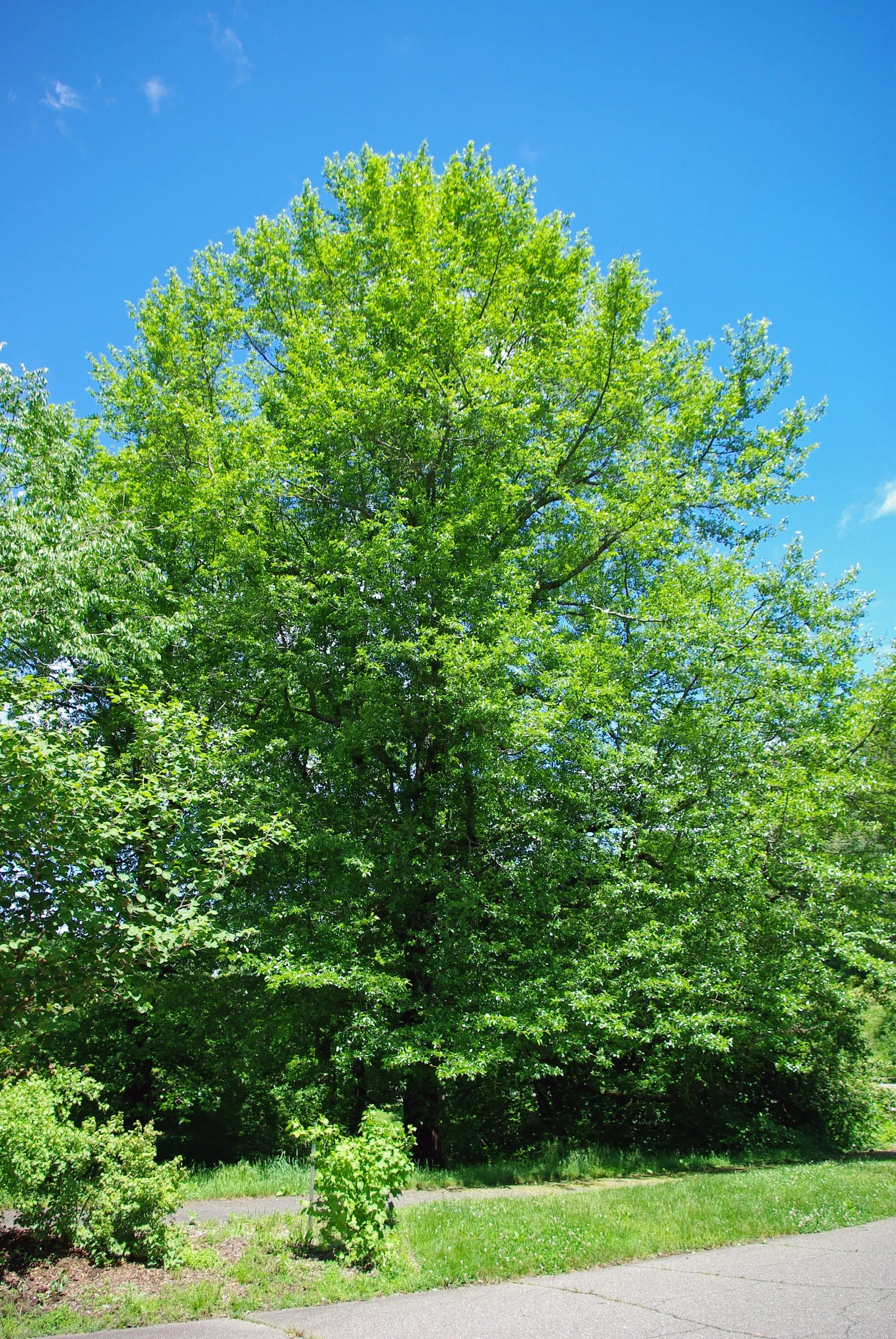 Sour Gum (Nyssa Sylvatica) — is a stately deciduous tree; making it an excellent choice for diverse landscape designs, image 50