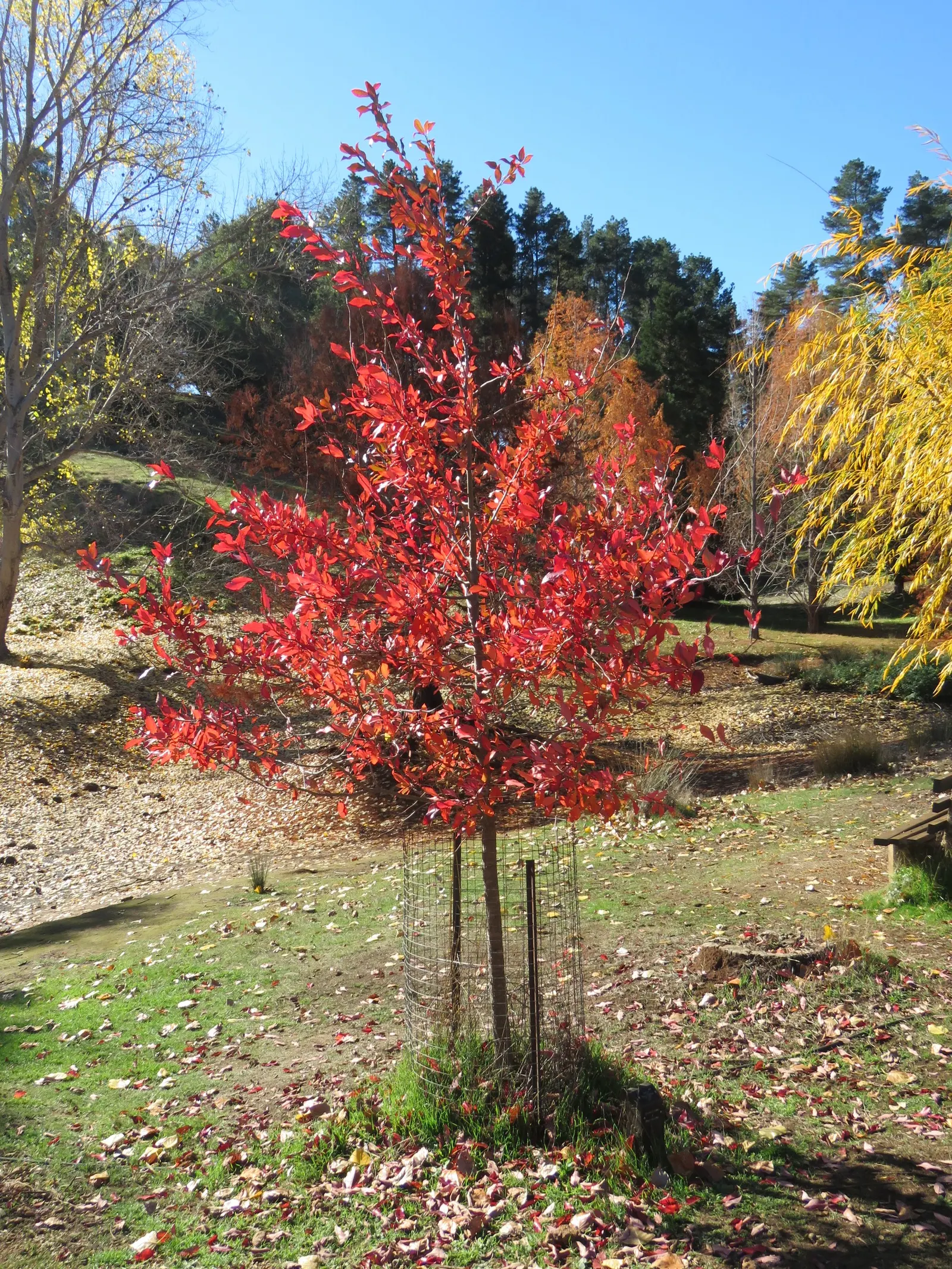 Sour Gum (Nyssa Sylvatica) — Tolerant of wet conditions; green and white flowers in the garden, image 55