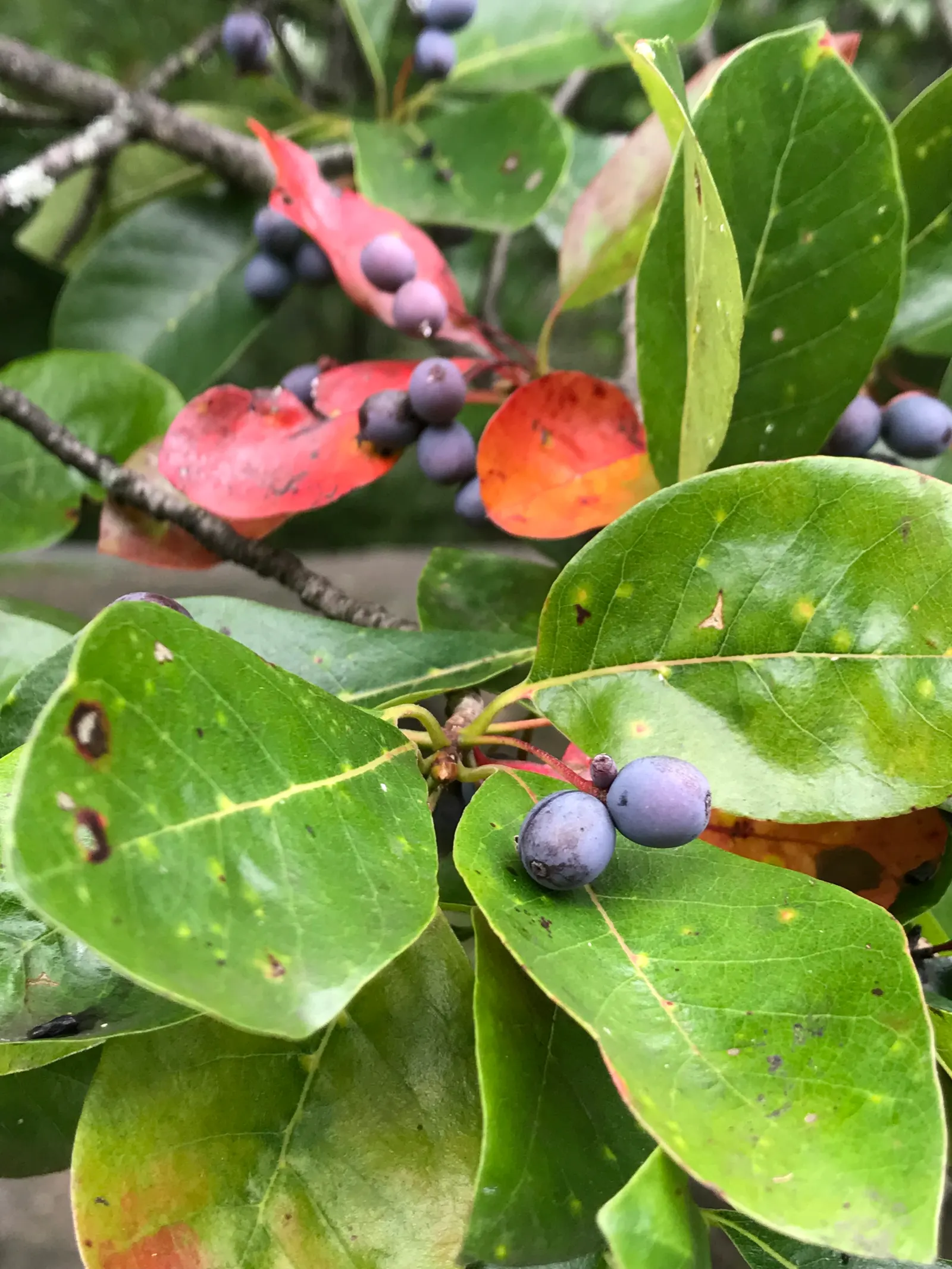 Sour Gum (Nyssa Sylvatica) — This North American native; scientifically known as Nyssa sylvatica, image 60