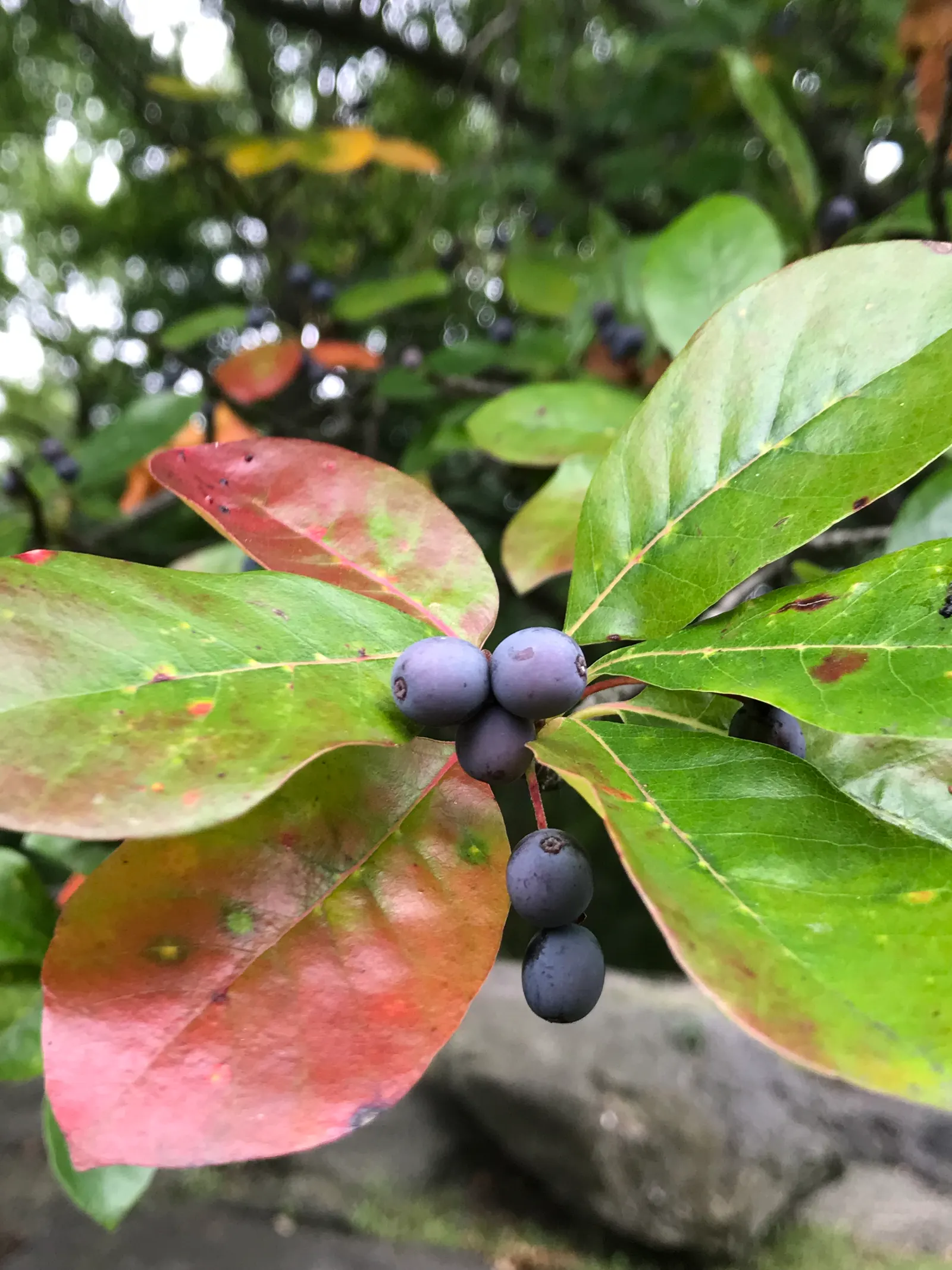 Sour Gum (Nyssa Sylvatica) — typically reaches a mature height of 30 to 50 feet with a spread of 20 to 30 feet; tree with green and white blooms, image 62
