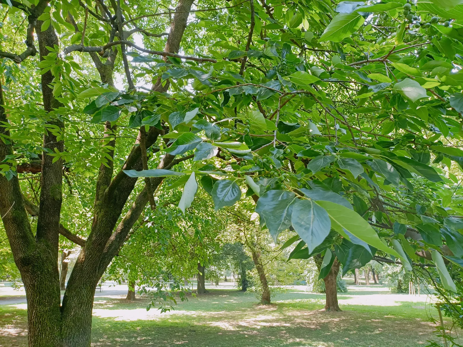 Sour Gum (Nyssa Sylvatica) — it‚Äôs ideal for adding vertical interest and autumnal drama in temperate landscapes; it showcases brilliant fall, image 56