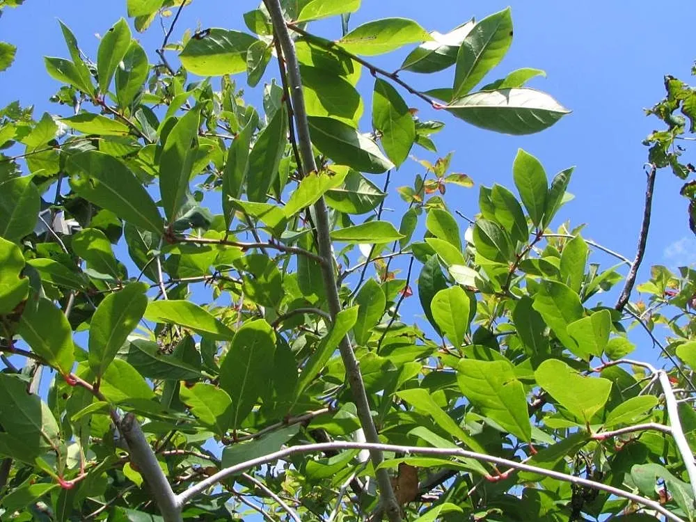 Sour Gum (Nyssa Sylvatica) — inconspicuous flowers in the spring