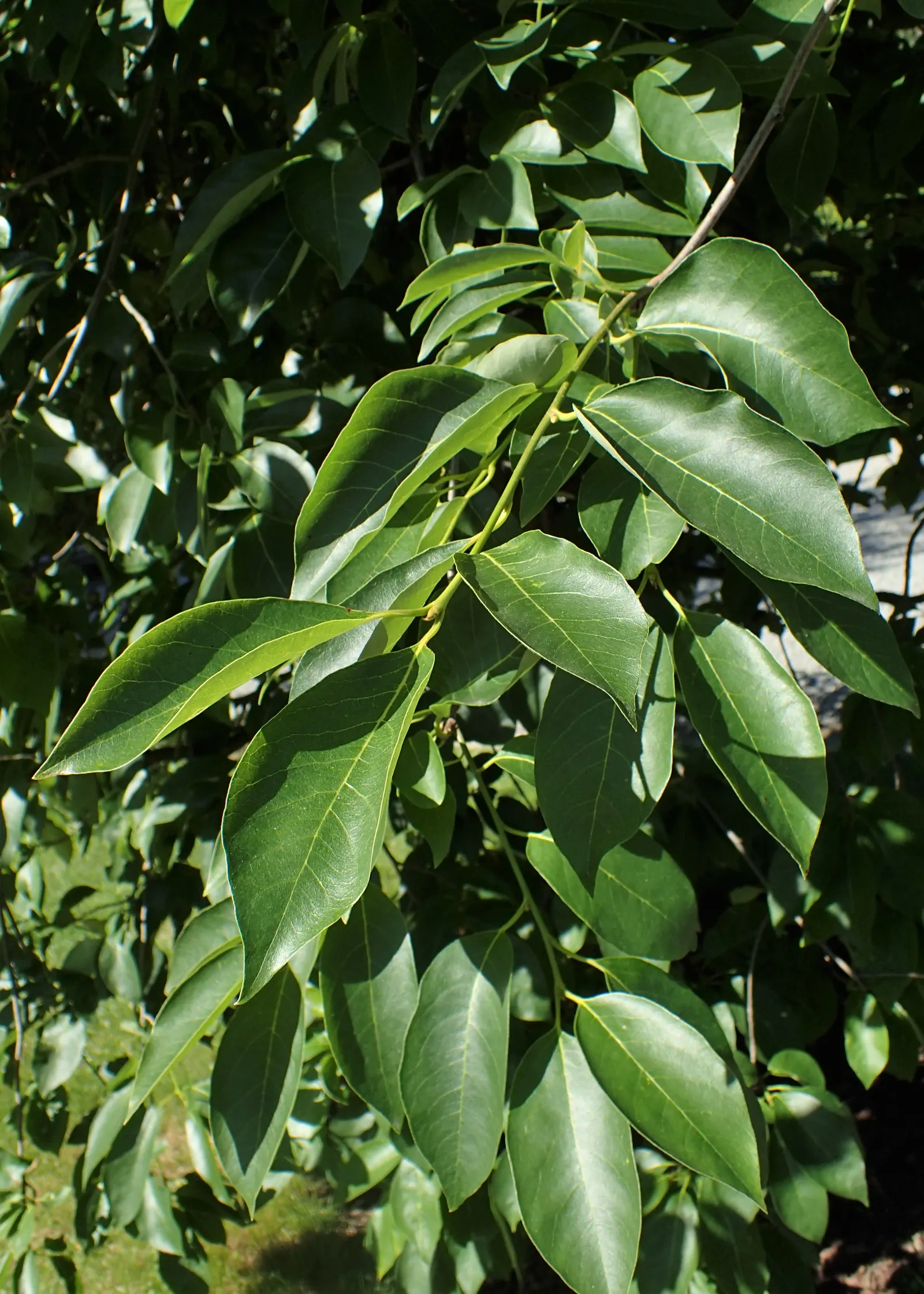 Sour Gum (Nyssa Sylvatica) — tree with green and white blooms; typically reaches a mature height of 30 to 50 feet with a spread of 20 to 30 feet