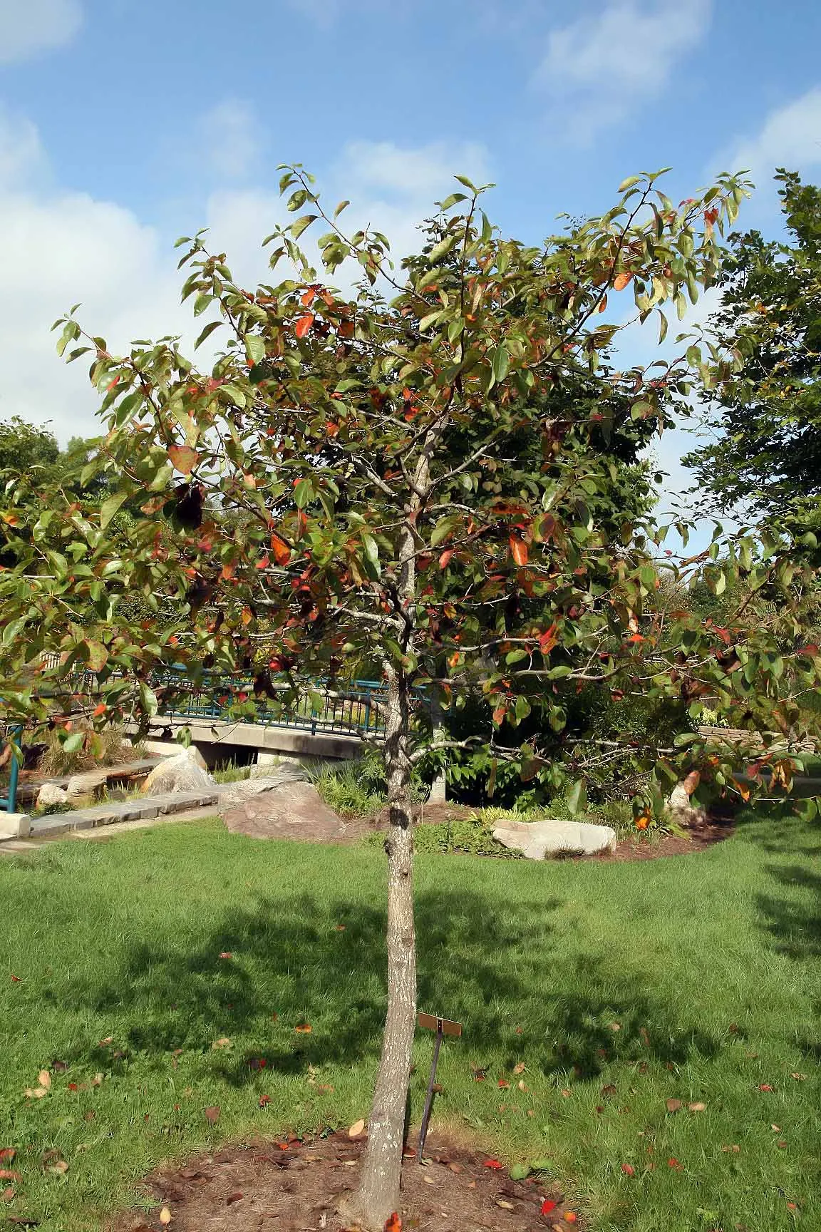Sour Gum (Nyssa Sylvatica) — The Sour Gum thrives in full sun to partial shade and is highly adaptable to a variety of soil types