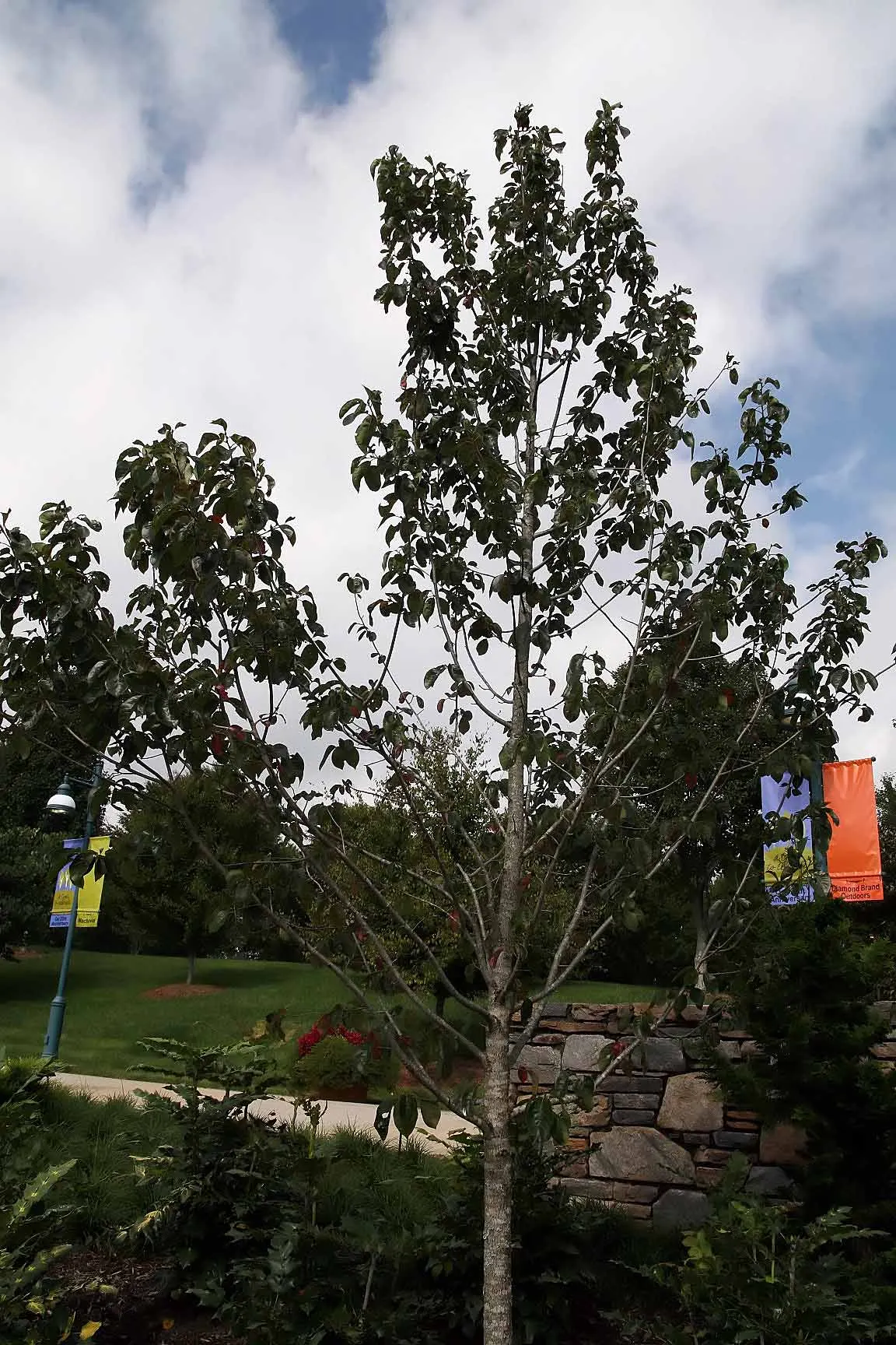 Sour Gum (Nyssa Sylvatica) — prized for its straight trunk and glossy; acidic soils.<br><br>The tree has a pyramidal shape in its youth, image 51
