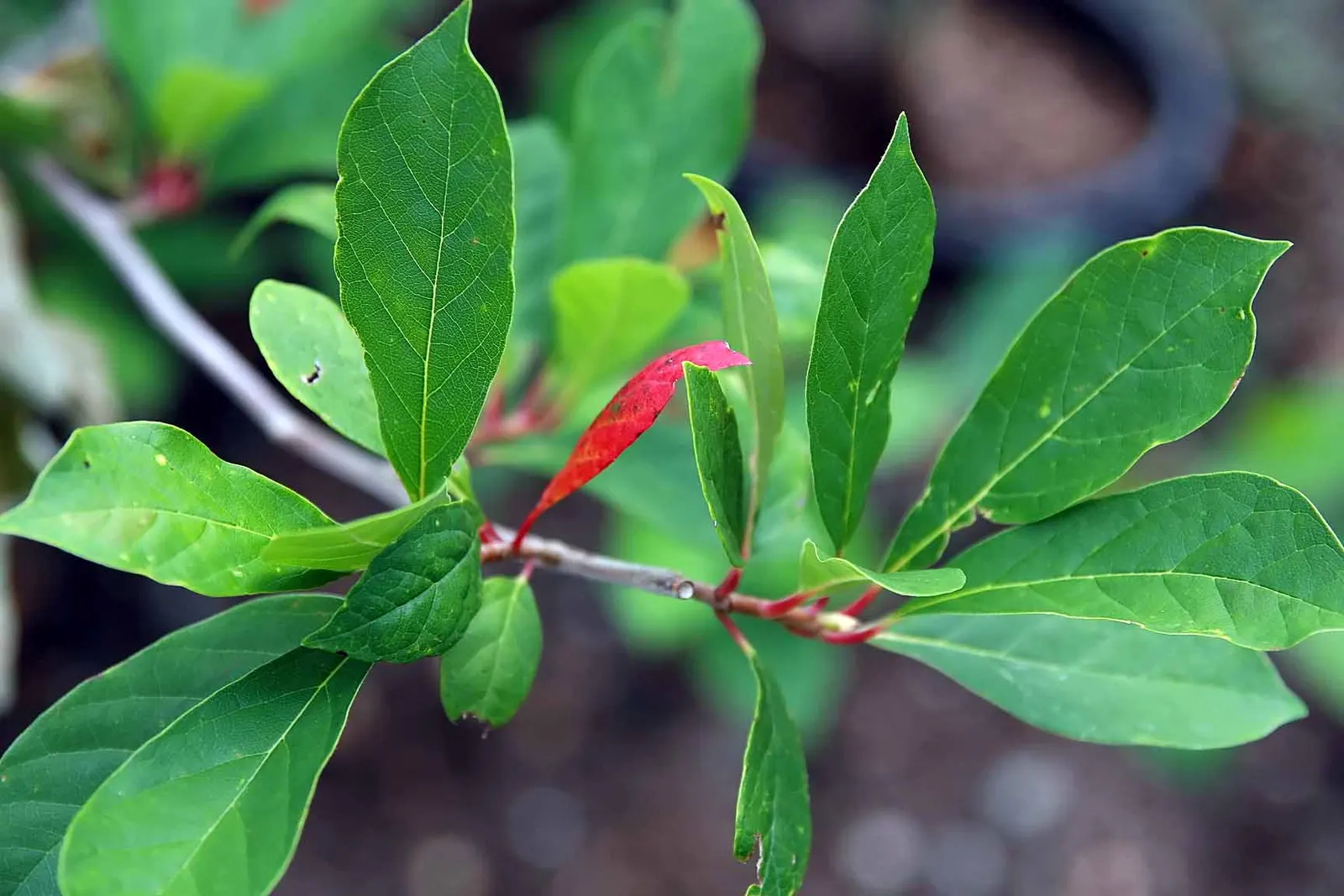 Sour Gum (Nyssa Sylvatica) — This North American native