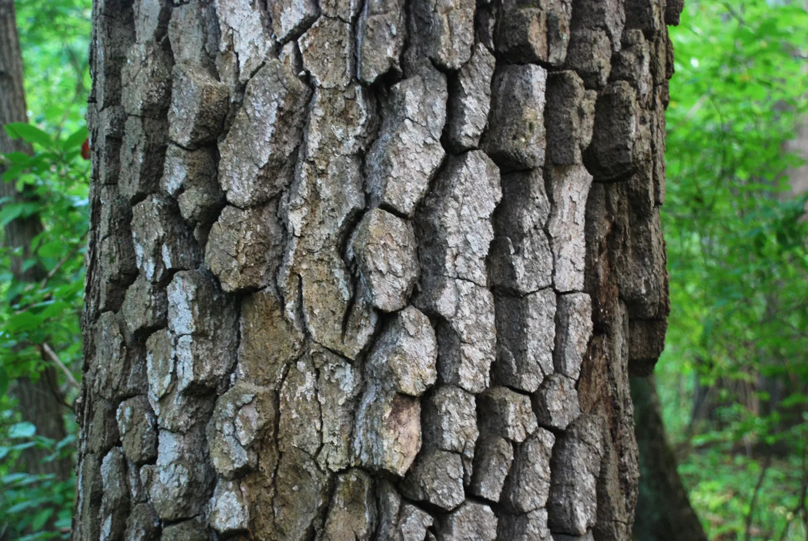 Sour Gum (Nyssa Sylvatica) — is a compelling deciduous tree revered for its adaptability and stunning seasonal colors; eventually maturing into a, image 58