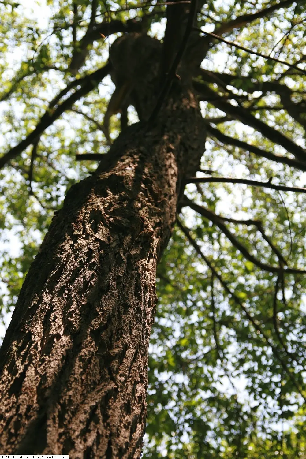 Sour Gum (Nyssa Sylvatica) — scientifically known as Nyssa sylvatica