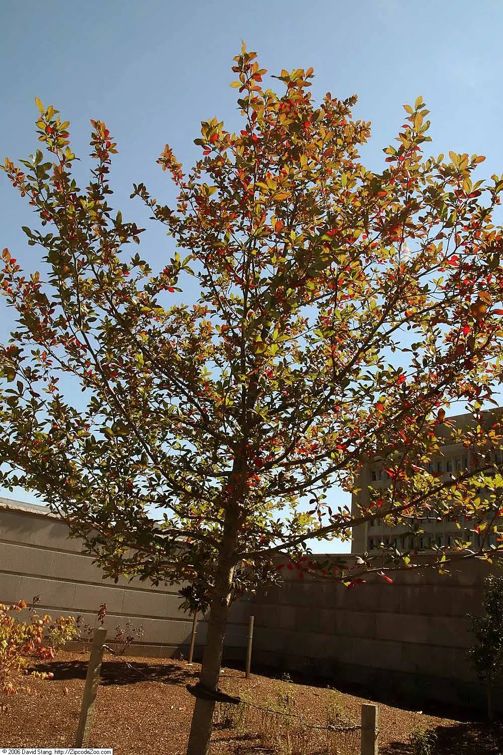 Sour Gum (Nyssa Sylvatica) — prized for its straight trunk and glossy