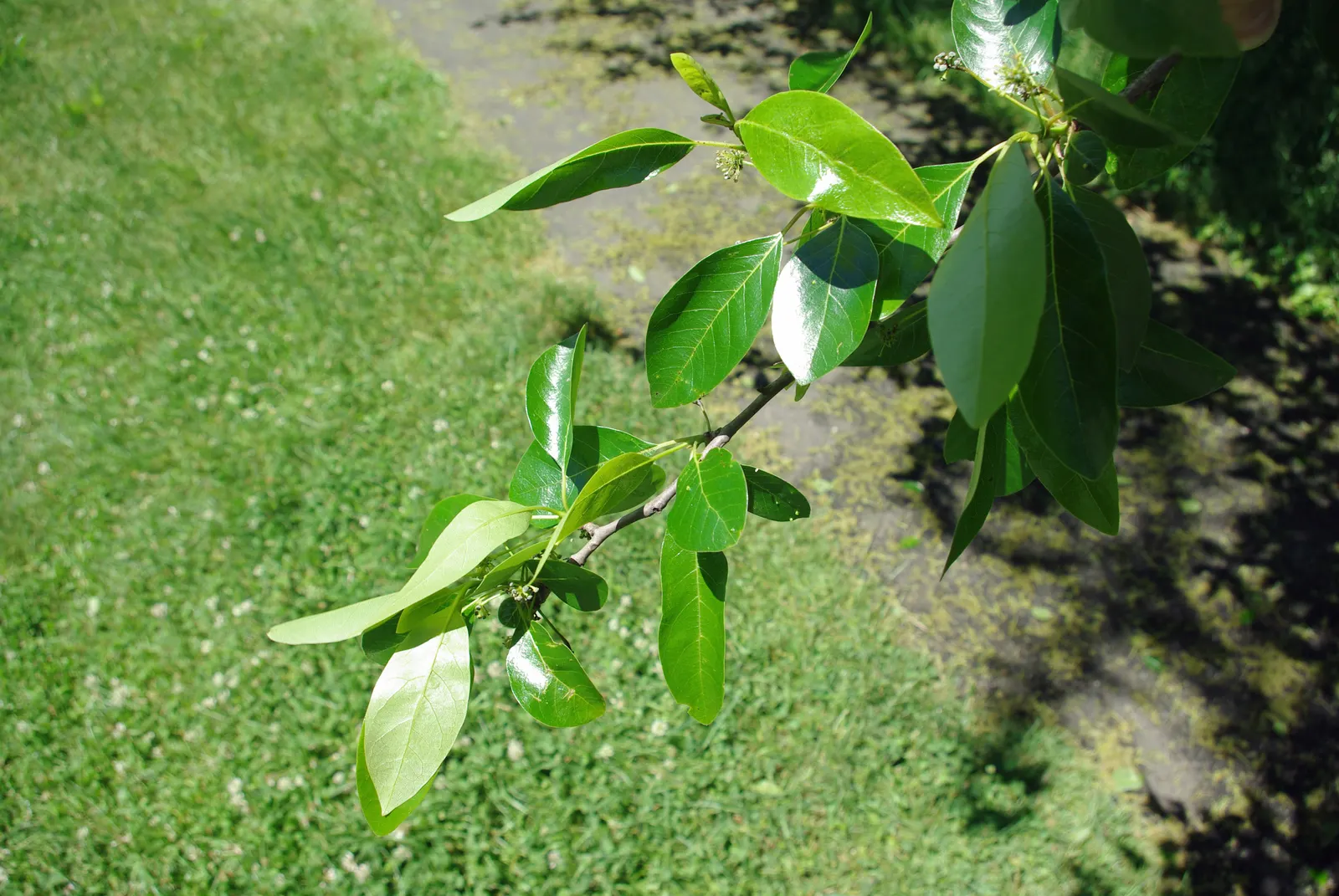 Sour Gum (Nyssa Sylvatica) — dark green leaves that transform into a spectacular display of reds; shifting from orange to scarlet and purple, image 63