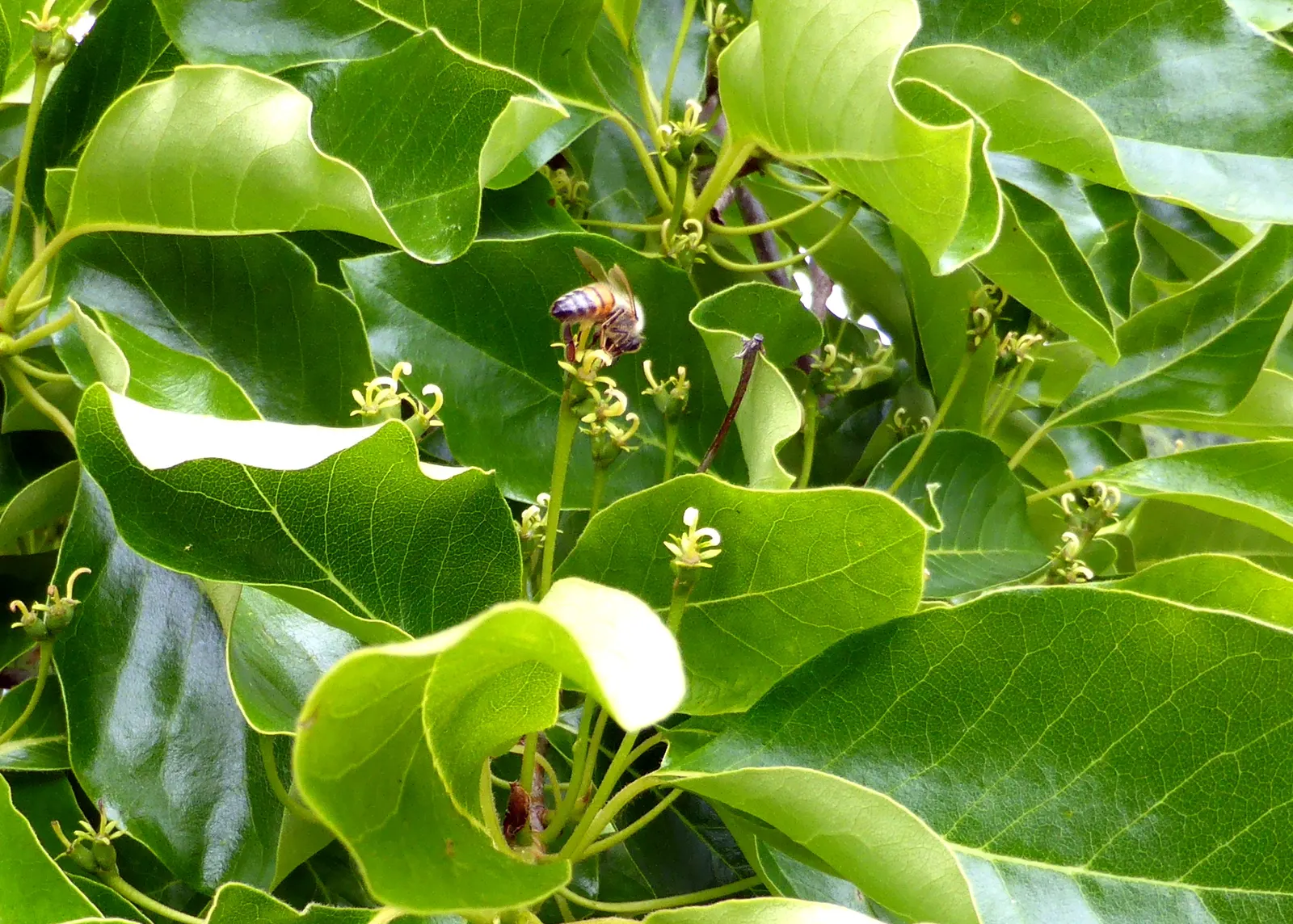 Sour Gum (Nyssa Sylvatica) — scientifically known as Nyssa sylvatica; this North American native, image 57