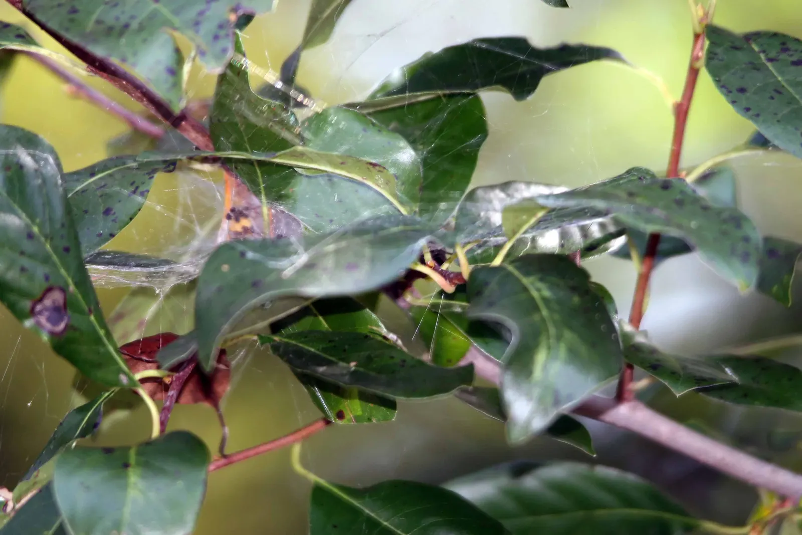 Sour Gum (Nyssa Sylvatica) — dark green leaves that transform into a spectacular display of reds