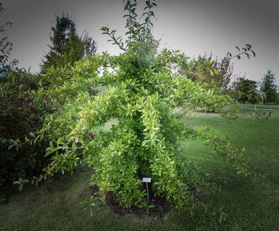 Sour Gum (Nyssa Sylvatica) — Growing up to 70 feet tall with a spread of 30-50 feet; commonly known as Sour Gum or Black Gum, image 52