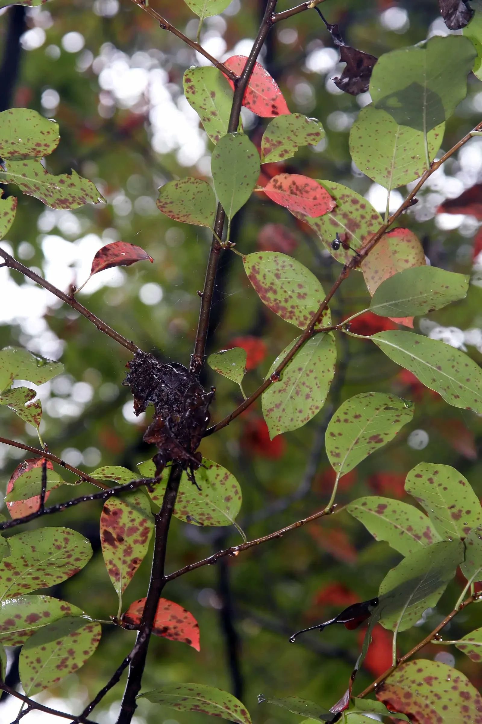 Sour Gum (Nyssa Sylvatica) — shifting from orange to scarlet and purple