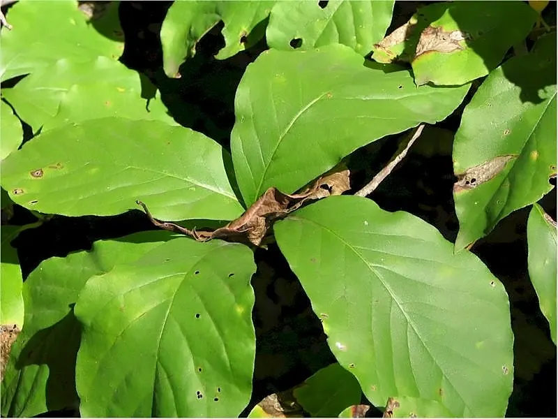Sour Gum (Nyssa Sylvatica) — commonly known as Sour Gum or Black Gum