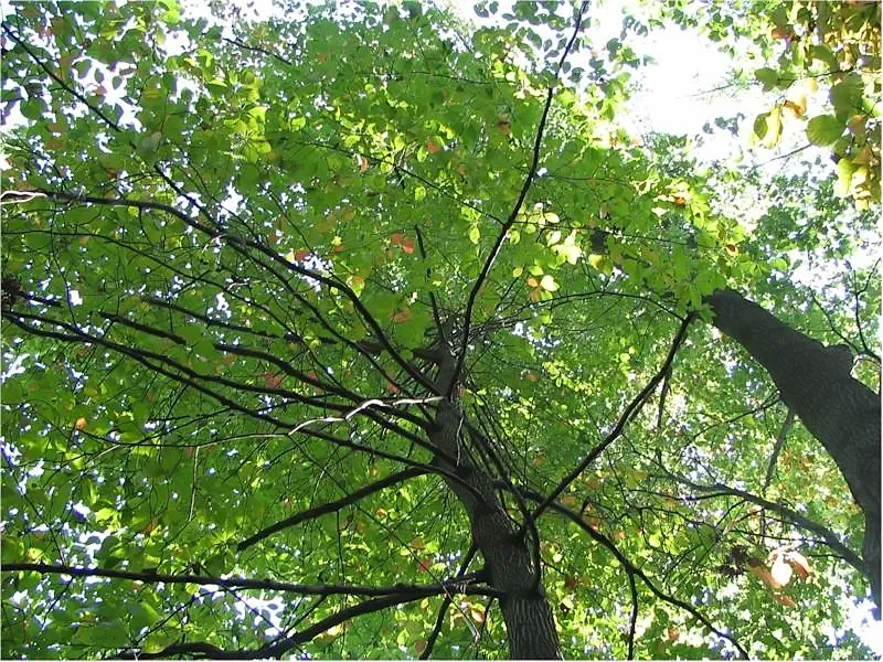 Sour Gum (Nyssa Sylvatica) — Growing up to 70 feet tall with a spread of 30-50 feet