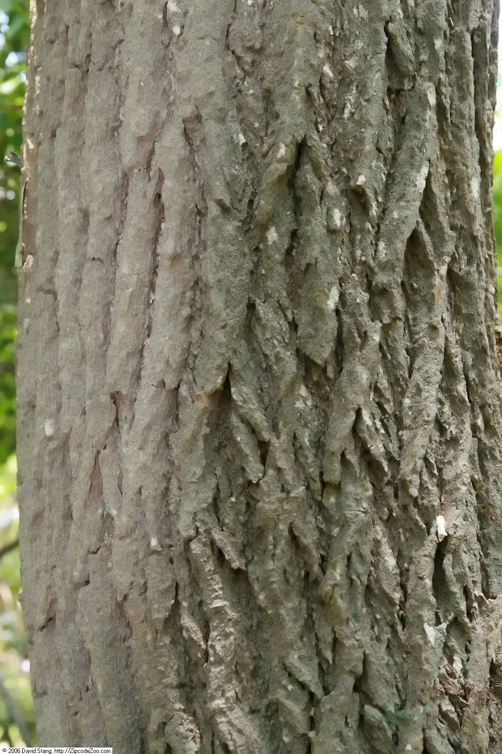 Sour Gum (Nyssa Sylvatica) — eventually maturing into a more rounded form - ideal for providing shade