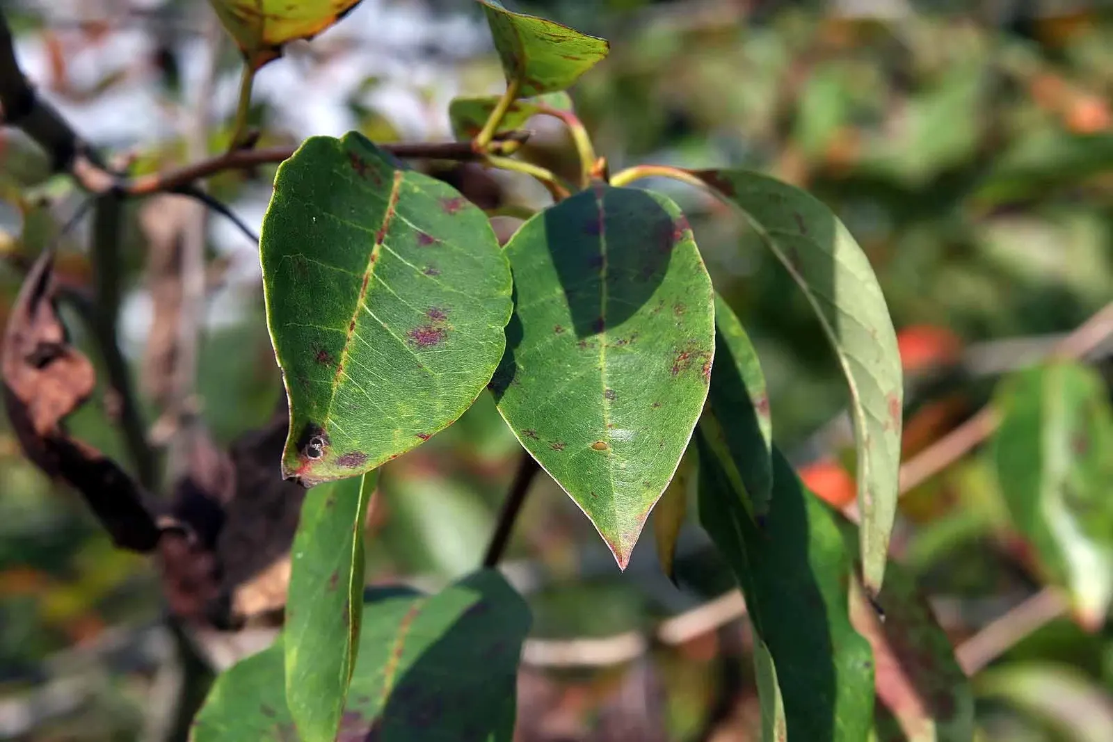 Sour Gum (Nyssa Sylvatica) — is a compelling deciduous tree revered for its adaptability and stunning seasonal colors