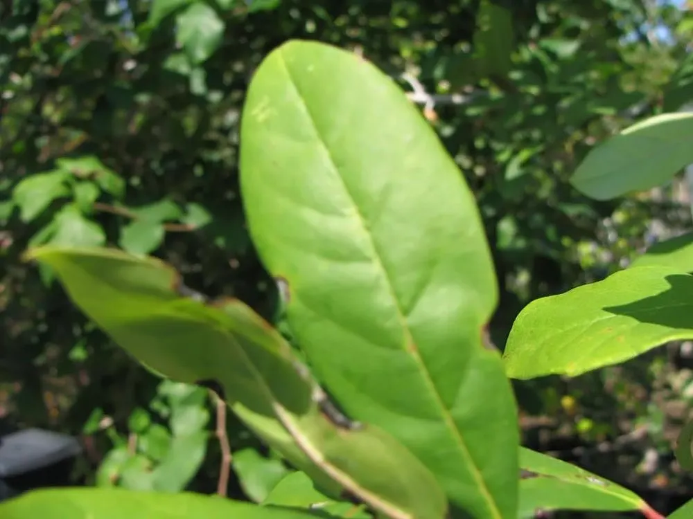 Sour Gum (Nyssa Sylvatica) — acidic soils.<br><br>The tree has a pyramidal shape in its youth