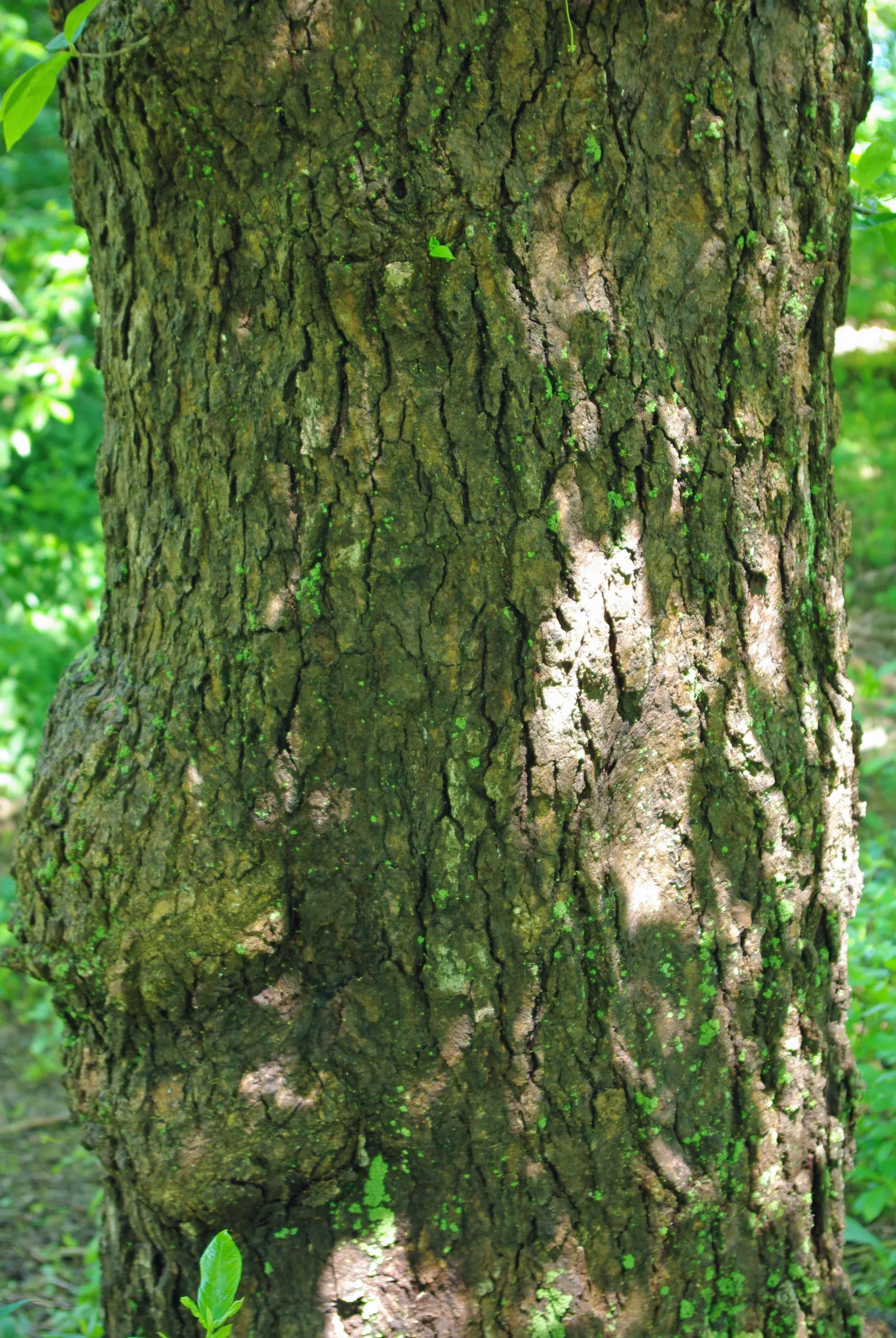 Sour Gum (Nyssa Sylvatica) — it showcases brilliant fall colors; it‚Äôs ideal for adding vertical interest and autumnal drama in temperate, image 53