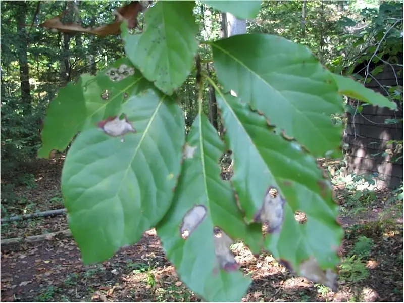 Sour Gum (Nyssa Sylvatica) — also commonly referred to as Black Gum or Tupelo