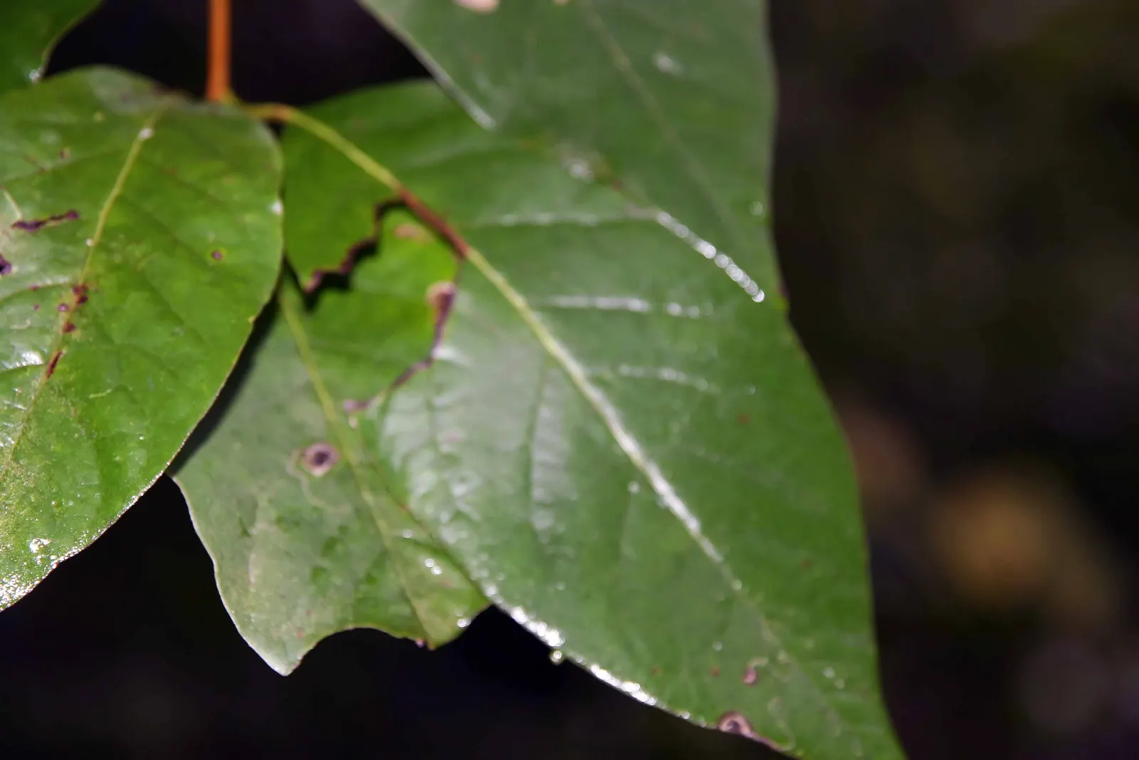 Sour Gum (Nyssa Sylvatica) — is a stately deciduous tree