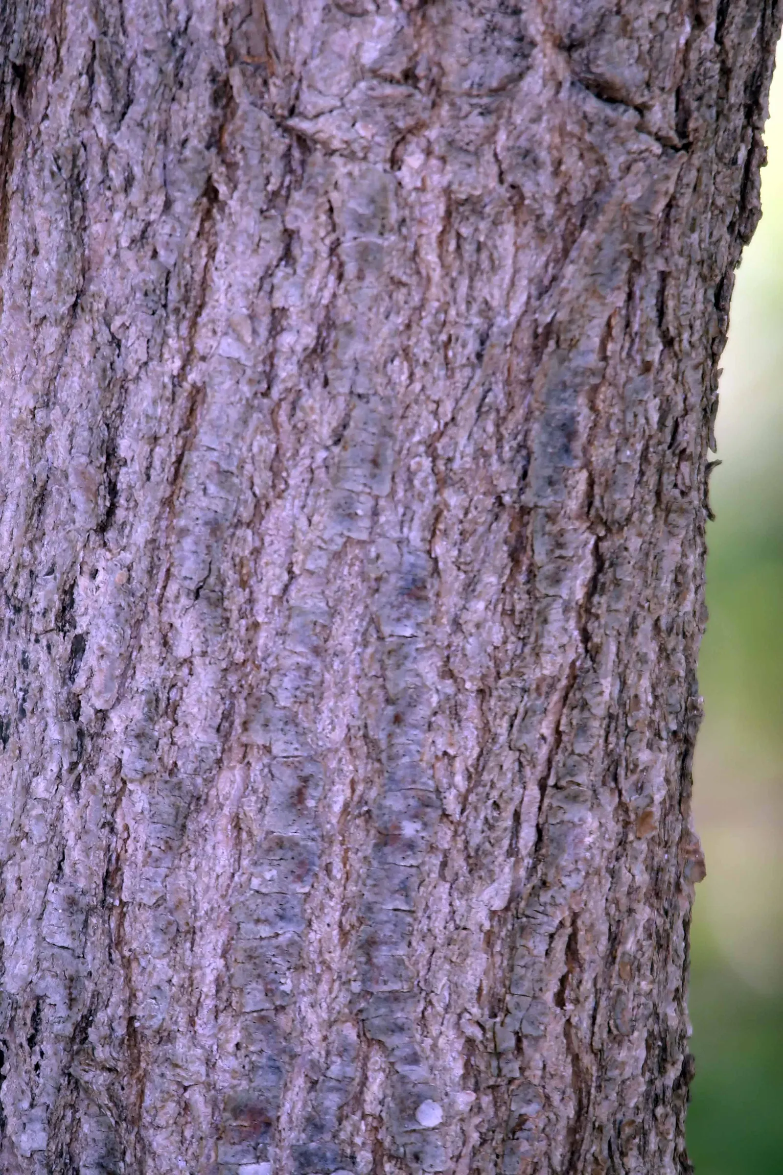 Sour Gum (Nyssa Sylvatica) — Its bark is another point of interest; it is deeply furrowed, providing a unique texture to the landscape