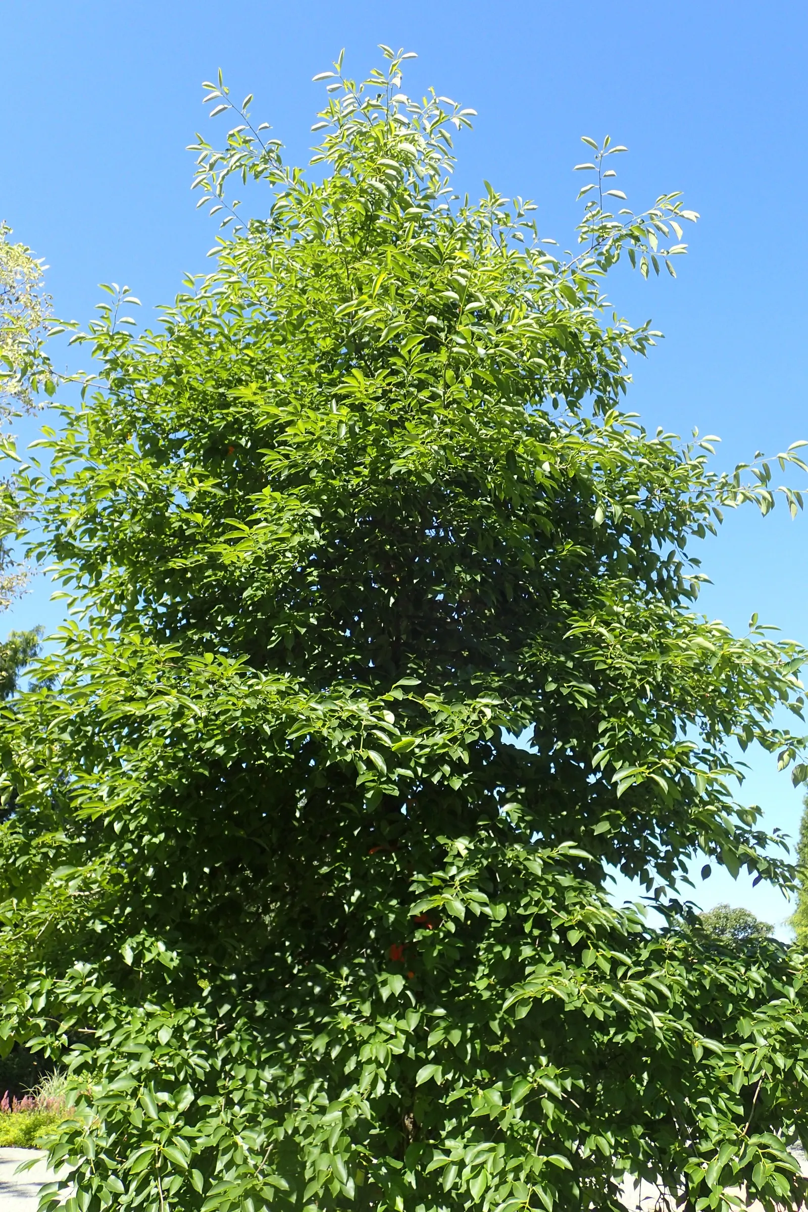 Sour Gum (Nyssa Sylvatica) — the Sour Gum is better known for its fall foliage and blue-black berries that attract a variety of wildlife; tree for full