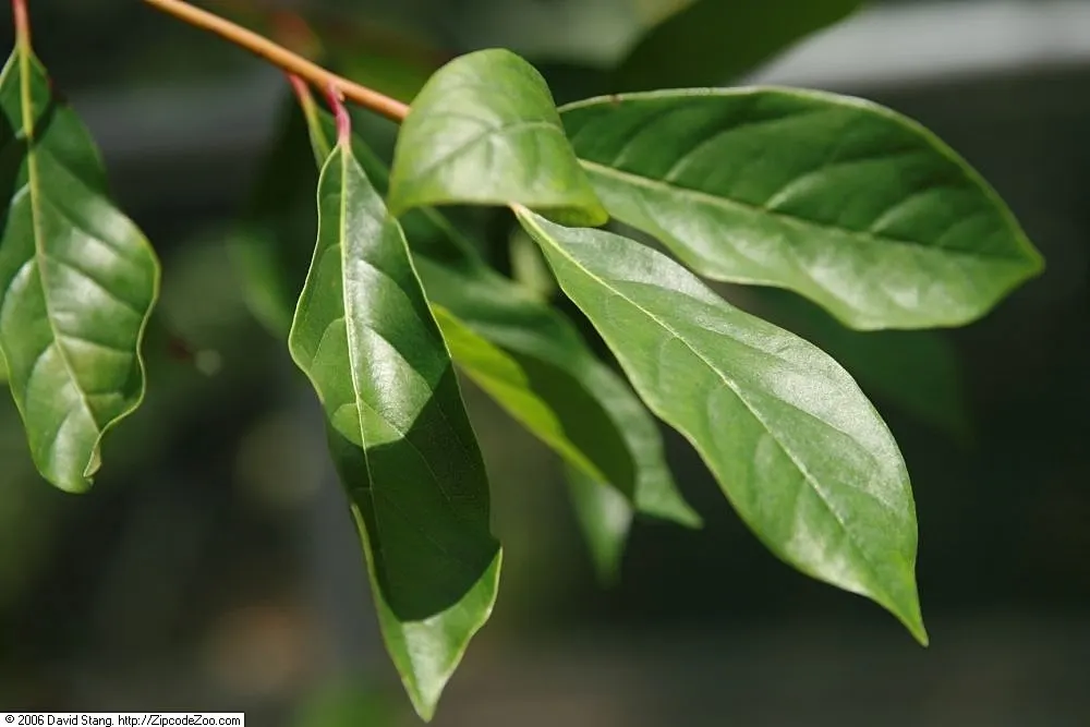 Sour Gum (Nyssa Sylvatica) — the Sour Gum is better known for its fall foliage and blue-black berries that attract a variety of wildlife