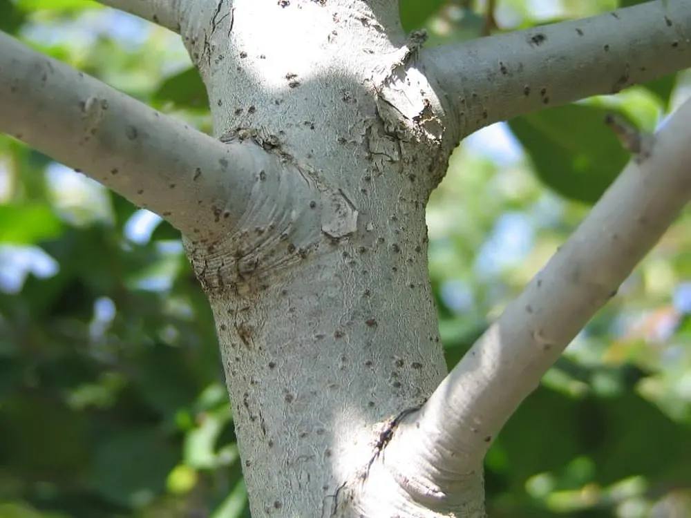 Sour Gum (Nyssa Sylvatica) — tree with green and white blooms