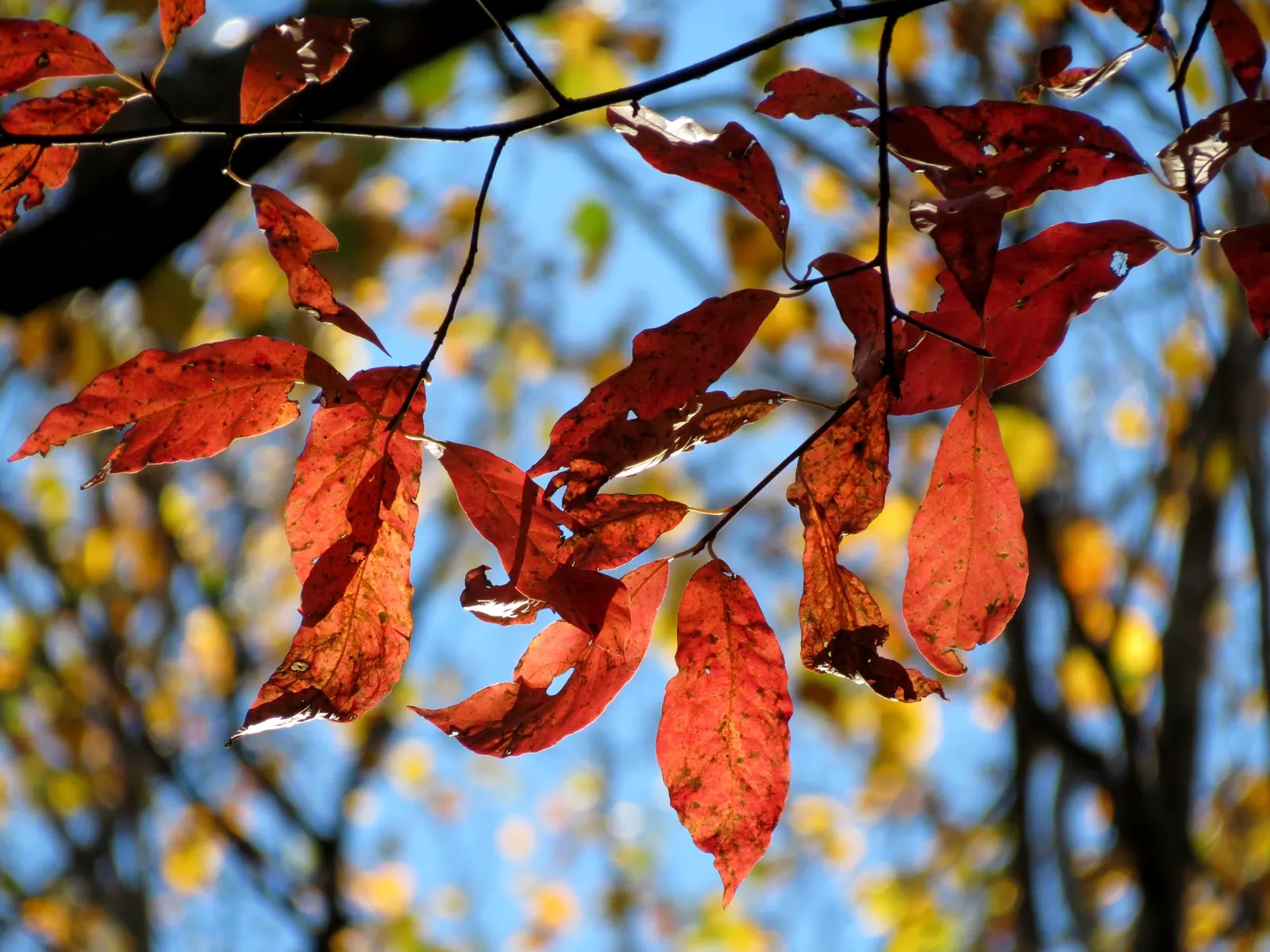 Sour Gum (Nyssa Sylvatica) — This North American native; scientifically known as Nyssa sylvatica