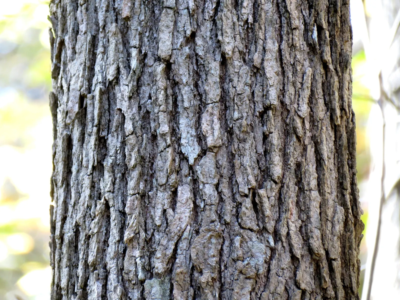 Sour Gum (Nyssa Sylvatica) — is a compelling deciduous tree revered for its adaptability and stunning seasonal colors; eventually maturing into a more rounded